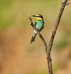 Bee-eaters in a sunny day