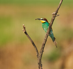 Bee-eaters in a sunny day