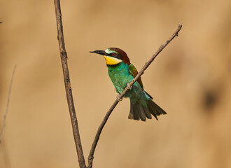 Bee-eaters in a sunny day