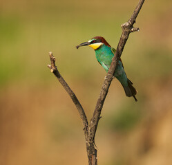 Bee-eaters in a sunny day