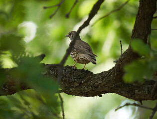 Song thrush on a branch