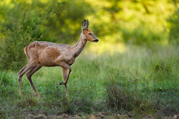 Roe deer by the forest