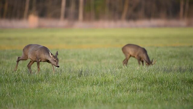 Male and female roe deer in meadow at end of winter.