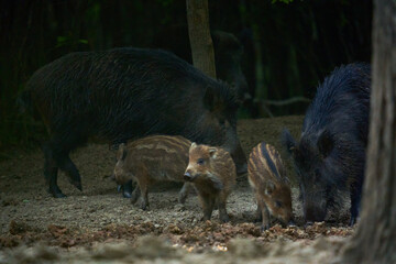 Wild hog herd in the forest