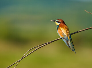Bee-eaters in a sunny day