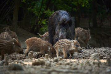 Wild hog herd in the forest