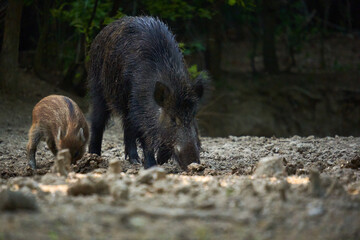 Wild hog herd in the forest