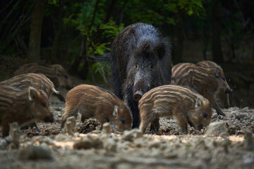 Wild hog herd in the forest