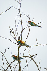 Bee-eaters in a sunny day