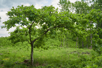 Fototapeta na wymiar Young oak tree by the forest