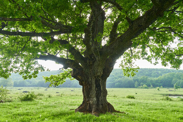 Old oak tree - Powered by Adobe