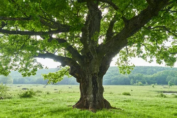 Gardinen Old oak tree © Xalanx