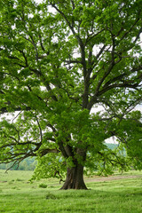 Old oak tree