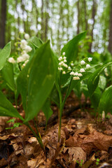 Lily of the valley flowers