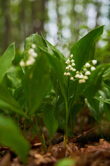 Lily of the valley flowers