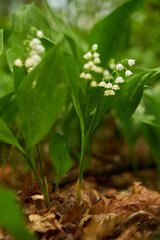 Lily of the valley flowers