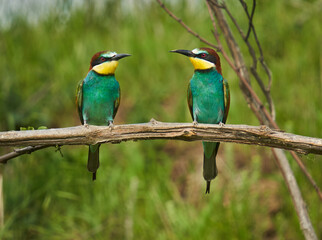 Fototapeta na wymiar Bee-eaters in a sunny day