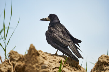 Crow on the ground
