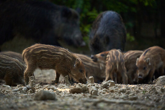 Wild hog herd in the forest © Xalanx