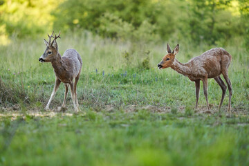 Roe deer by the forest