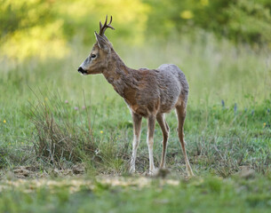 Roe deer by the forest