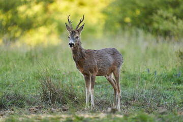 Roe deer by the forest