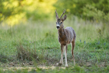Roe deer by the forest