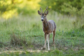Roe deer by the forest