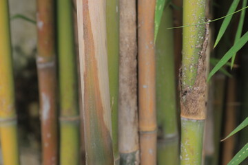 dry bamboo texture with a large size that in bamboo forest. details of the dry green bamboo skin. bamboo background. 