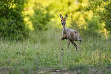 Roe deer by the forest