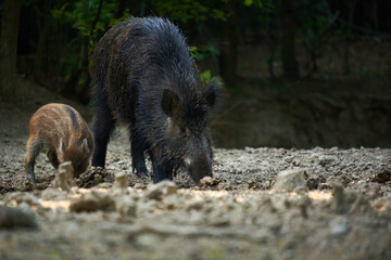 Wild hog herd in the forest