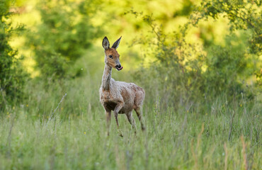Roe deer by the forest