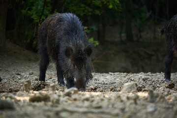 Wild hog female in the forest