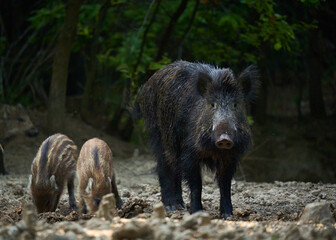 Wild hog herd in the forest
