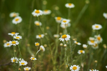Fototapeta premium Chamomile flowers closeup
