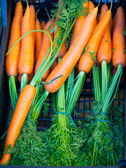 fresh carrots on the market