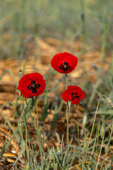 Fototapeta premium Low angle shot of bright red poppies close up in a meadow. Israel