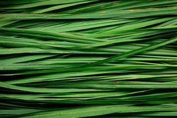 Green leaves background. Lemongrass leaves background. green background
