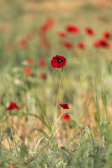 Low angle shot of bright red poppies close up in a meadow. Israel