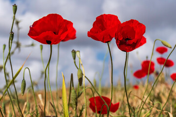 Obraz premium Low angle shot of bright red poppies close up in a meadow. Israel