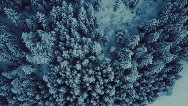 Aerial top view to snowy moutain trees of winter pines. Middle of the winter. High needles in the forest. Beautiful nature landscape from drone. Italian Alps. Panoramic view from above. 
