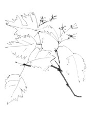 hawthorn branch, botanical sketch, black and white drawing