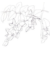 flowering Robinia pseudoacacia, or black locust, botanical sketch, black and white drawing, copy space