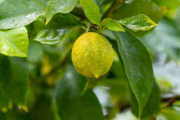 Ripe lemons hanging on a tree. Growing a lemon