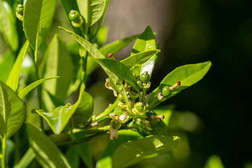 New growing tiny lemons growing on the tree. Selective focus, close up