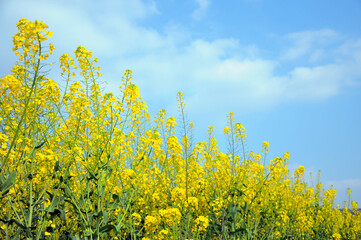 field of yellow rapeseed