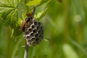 Queen wasp on the nest