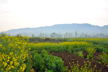 Fototapeta na wymiar field of yellow rapeseed