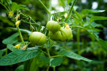 Green tomatoes on plant. Zielone pomidory na krzaku. Niedojrzałe, rosnące pomidory. - obrazy, fototapety, plakaty