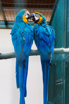 Blue-yellow macaw (Ara ararauna) - parrots that have excellent ability to learn speech, play and get along with most people if properly raised and socialized.